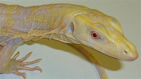 Exotic Reptiles For Sale .
